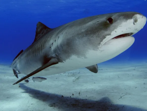 260405-tiger-shark-vl-1221p-105ede.jpg Cocaine and caffeine detected in shark in The Bahamas, study shows