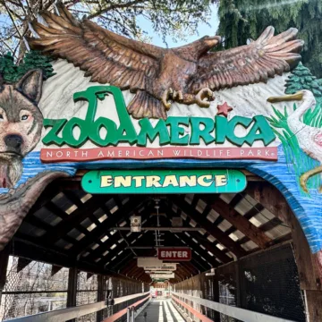 Toddler injured by wolf at Zoo America after crawling under a fence to enclosure