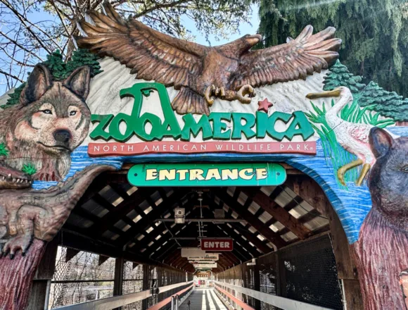 260405-zoo-america-hershey-park-vl-1237p-7fbb7b.jpg Toddler injured by wolf at Zoo America after crawling under a fence to enclosure