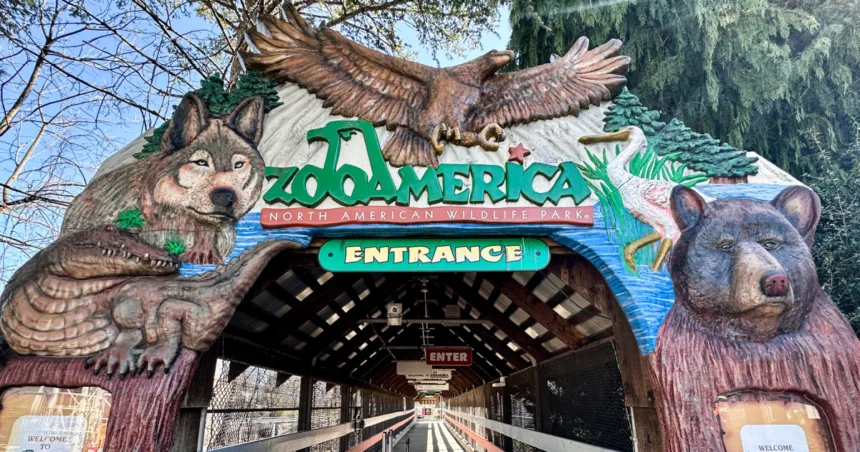 260405-zoo-america-hershey-park-vl-1237p-7fbb7b.jpg Toddler injured by wolf at Zoo America after crawling under a fence to enclosure