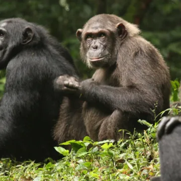 Study describes vicious chimpanzee infighting