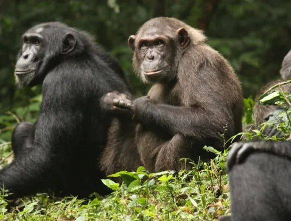 Study describes vicious chimpanzee infighting