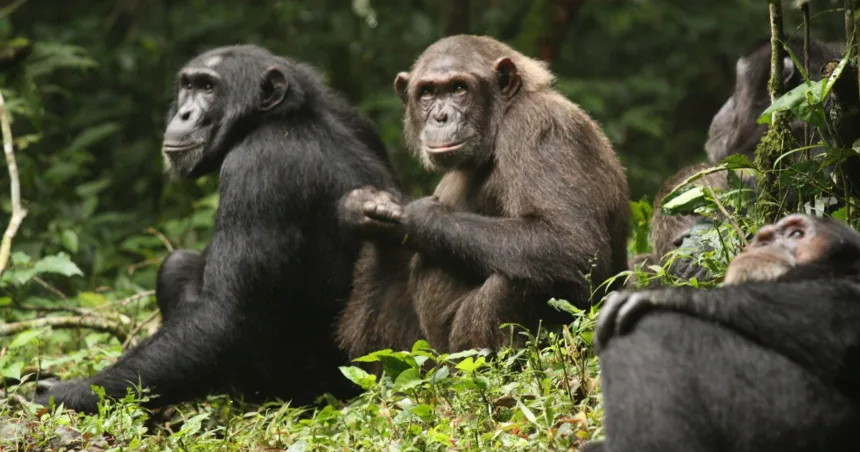 Study describes vicious chimpanzee infighting