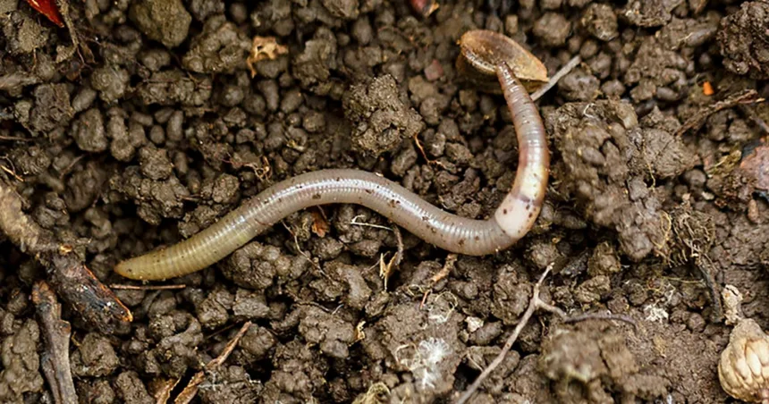 A destructive ‘jumping worm’ is invading Colorado and Western states, officials warn
