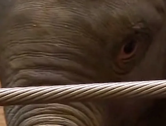 Baby_Elephant_Thumb_Vert-armdul.jpg National Zoo’s baby elephant prepares for public debut