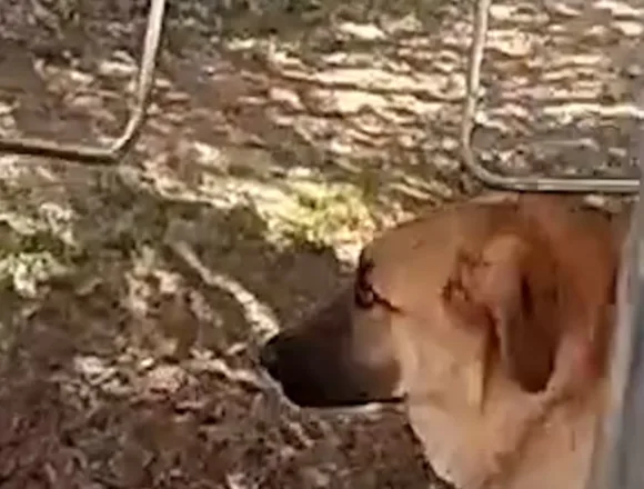 Police officer rescues dog from backyard of burning house