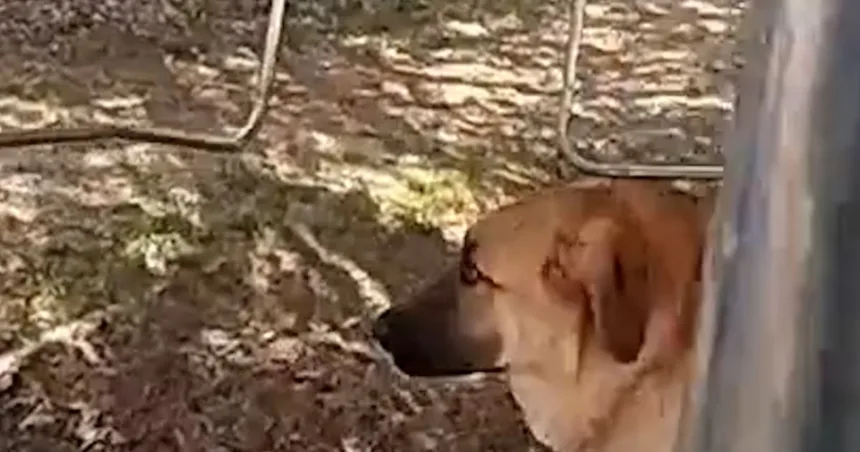 Police officer rescues dog from backyard of burning house