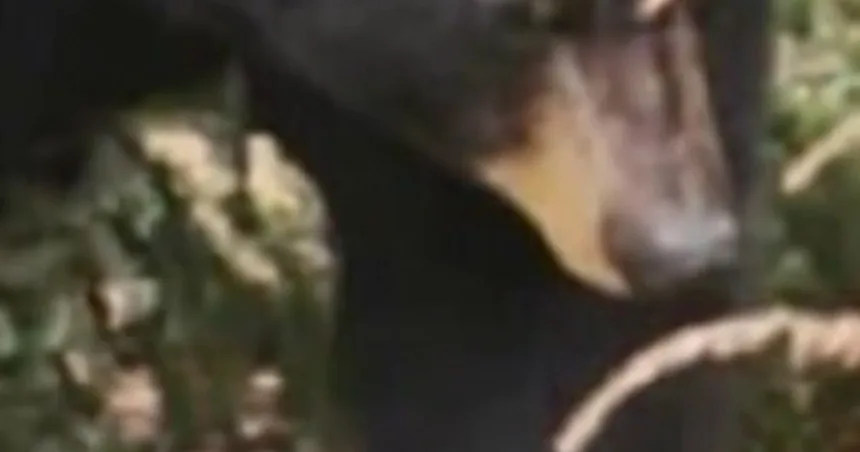 Bear sightings rise as they emerge from hibernation