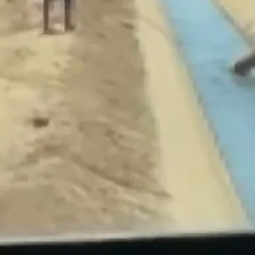 Dog rescued from Arizona canal during school field trip