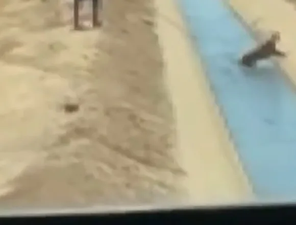 Dog rescued from Arizona canal during school field trip