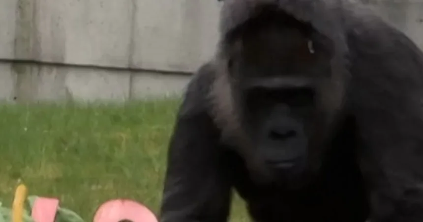 World’s oldest known gorilla celebrates 69th birthday