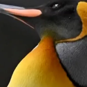 Emperor penguins declared endangered