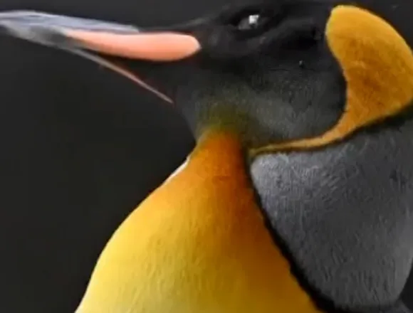 f_vert_brk_la_penguins_260409-8q04nc.jpg Emperor penguins declared endangered