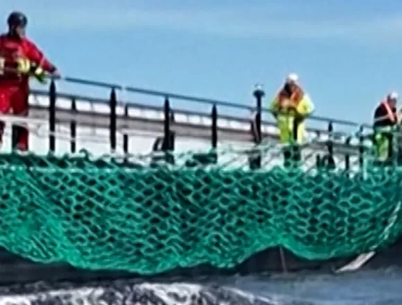 Stranded humpback whale coaxed onto rescue barge