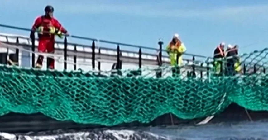 Stranded humpback whale coaxed onto rescue barge