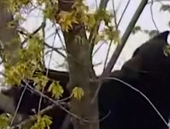 Black bear rescued from tree in Albany