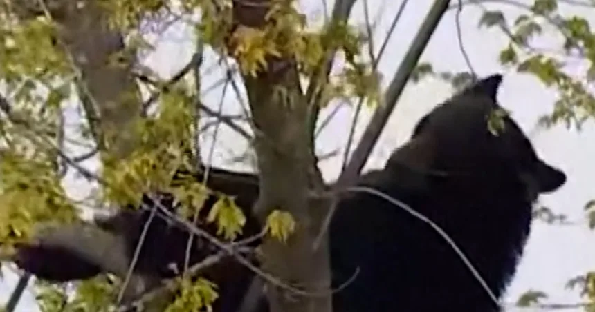Black bear rescued from tree in Albany
