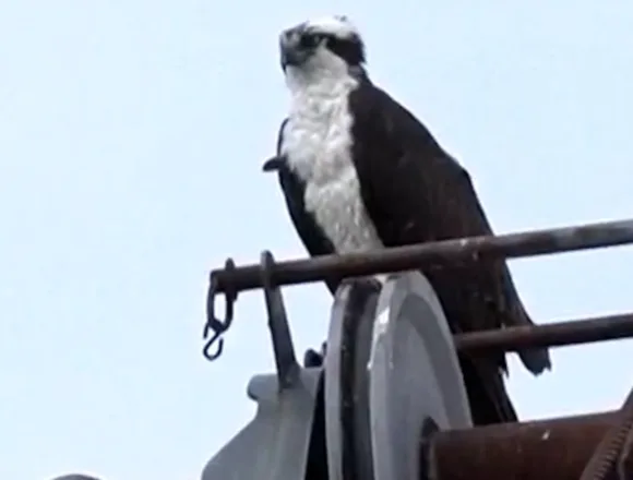 Ospreys halt construction after making a nest on a crane