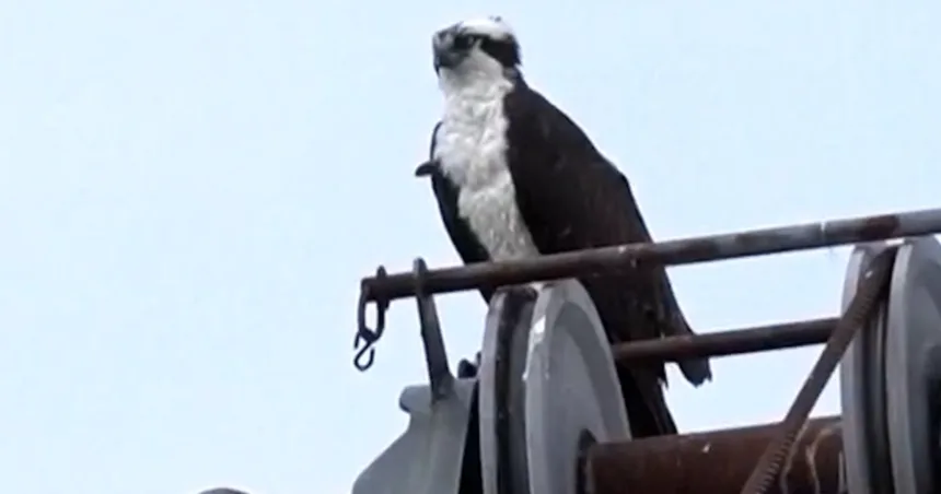 Ospreys halt construction after making a nest on a crane