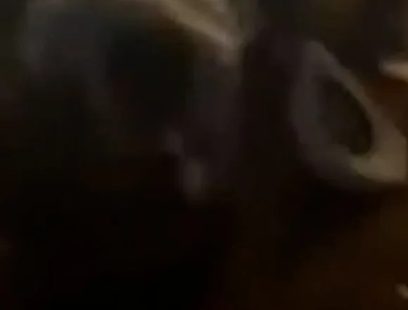 Several injured after stampede at a South Carolina rodeo