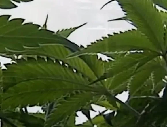 Politicians oppose plan to reclassify medical marijuana