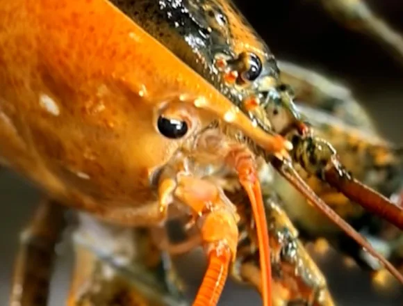 Rare split-colored lobster caught off coast of Cape Cod