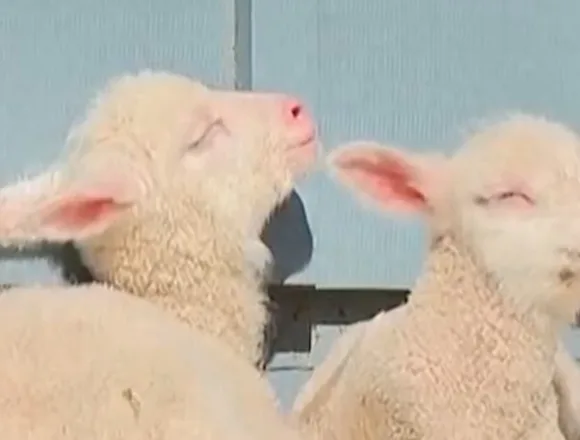 Vermont sheep gives birth to rare sextuplets