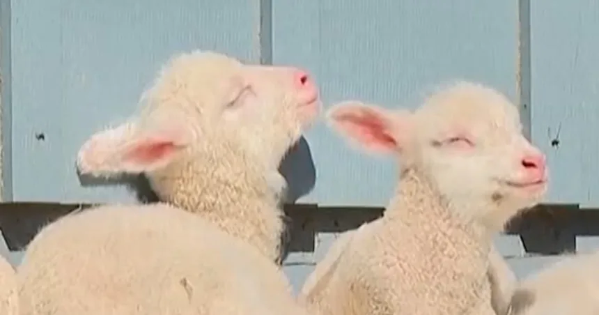 Vermont sheep gives birth to rare sextuplets