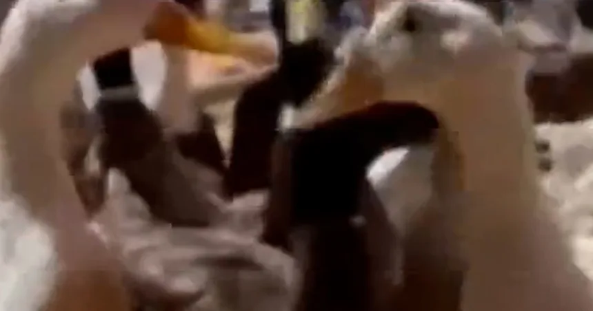 480 rescued ducks up for adoption in California