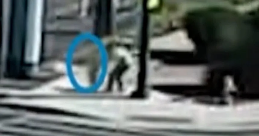 Video captures moment toddler was rescued from traffic