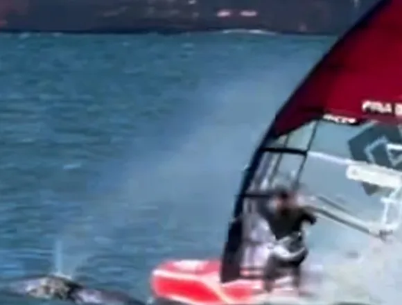 Windsurfer crashes into whale in San Francisco Bay